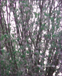 Dawn, White Flowers in Tree