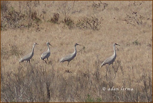 There's a Different Drummer I Tell Ya!! Can't You Hear It? There's a Different Drummer I Tell Ya!! Can't You Hear It?