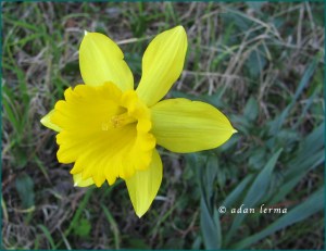 Floating Yellow Bell