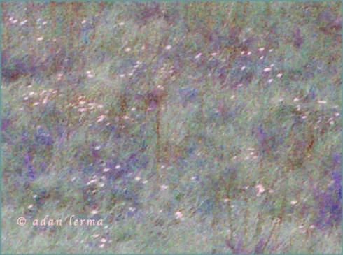 Field of Early Spring Flowers, Original Photography by Adan Lerma, With Saturation