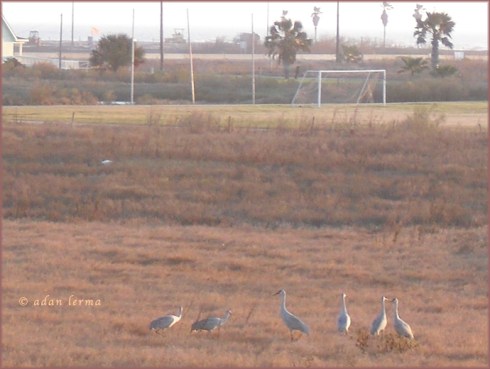 Arriving for Sandhill Crane Party Hour! Arriving for Sandhill Crane Party Hour!