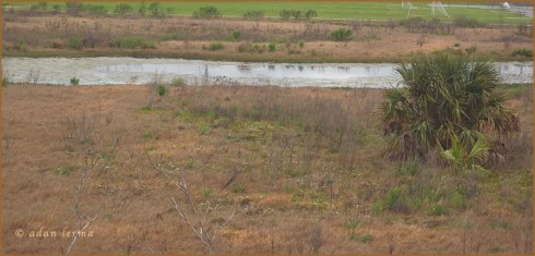 White Flower Spots in Winter Field