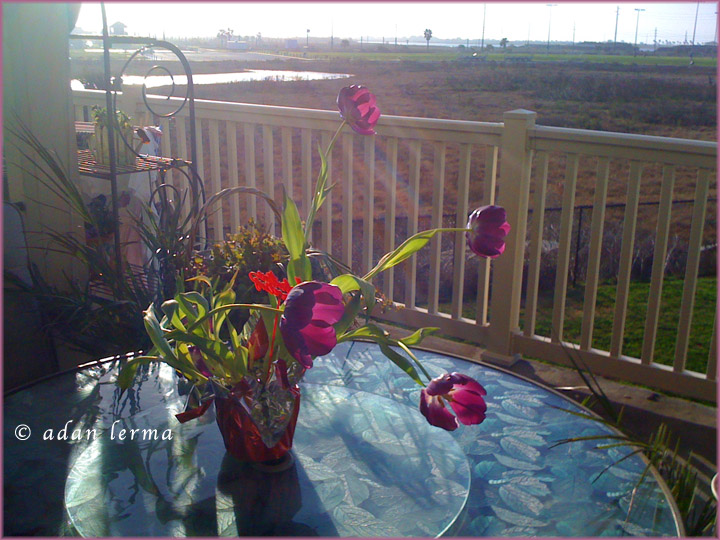 Flowers on Terrace, Galveston by the Bay