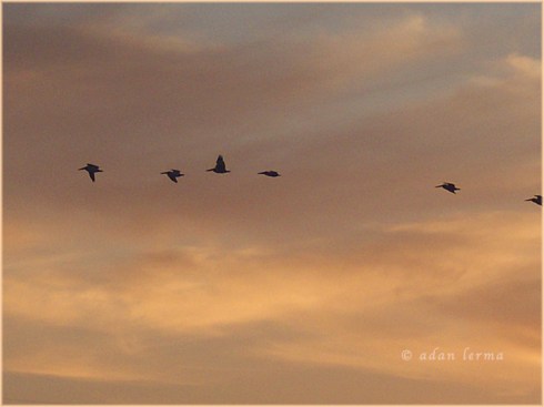 It's A Beauty Guys, Original Photography Adan Lerma