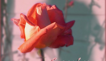 Cover for "Poems for Lovers Loving & Being Loved" by Felipe Adan Lerma