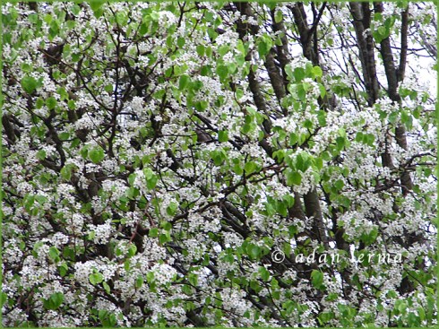 Spring Floral Header 040111