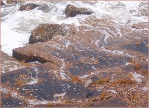 A Walk Along the Beach A Walk Along the Beach