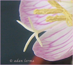 Details # 2 Mind-Body Connection