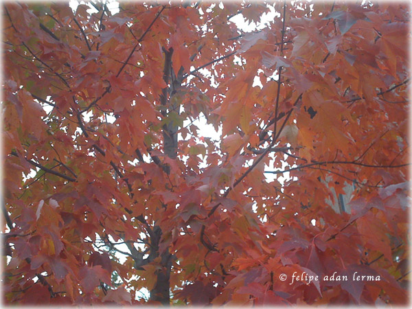 Autumn Leaves, Full Image for Header 112411