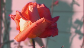 Poems for Love Loving & Being Loved, Cover Image