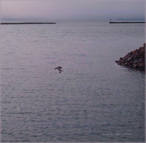 Diving Seagull Diving Seagull