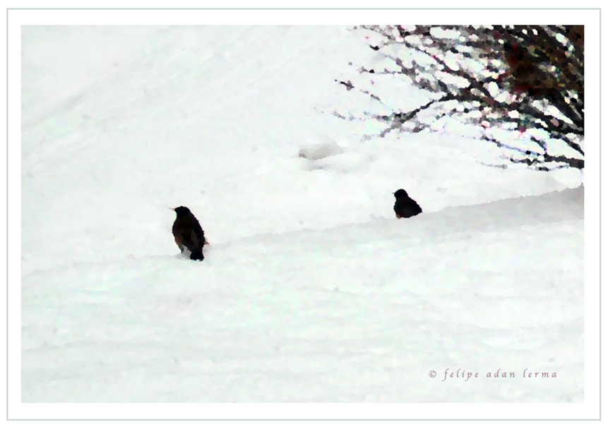 Two Birds in Snow Two Birds in Snow