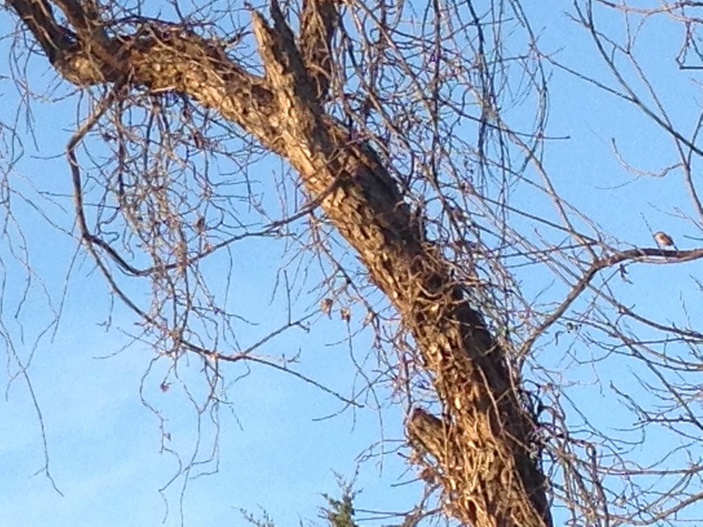 Bird in a Budding Tree