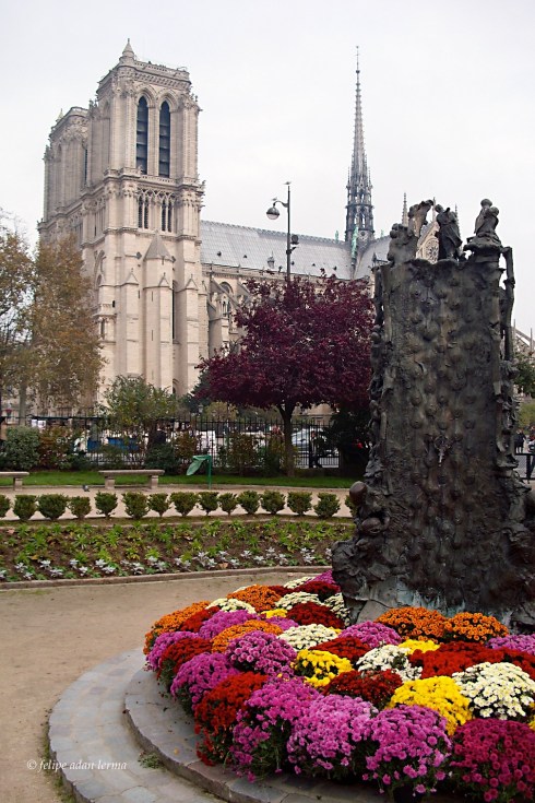 Mums and Notre Dame