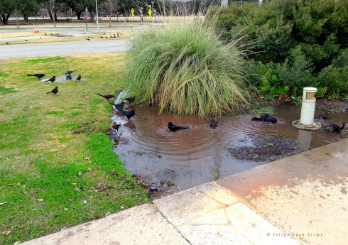 Birds in Austin by Palmer Auditorium