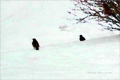 American Robin in Snow, Vermont © Felipe Adan Lerma