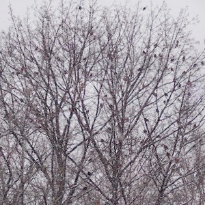 American Robins in Tree © felipe adan lerma