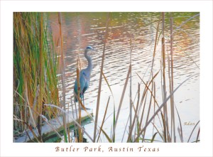 Birds & Fun at Butler Park Birds 4 Poster Greeting Card @Felipe Adan Lerma - All Rights Reserved