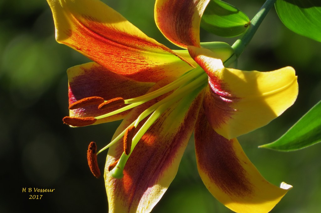 My Lilies on Floral Friday