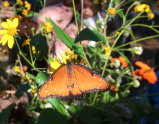 Spotted Treasure. Original butterfly photography via Felipe Adan Lerma; image seen at Fine Art America https://fineartamerica.com/featured/spotted-treasure-felipe-adan-lerma.html .