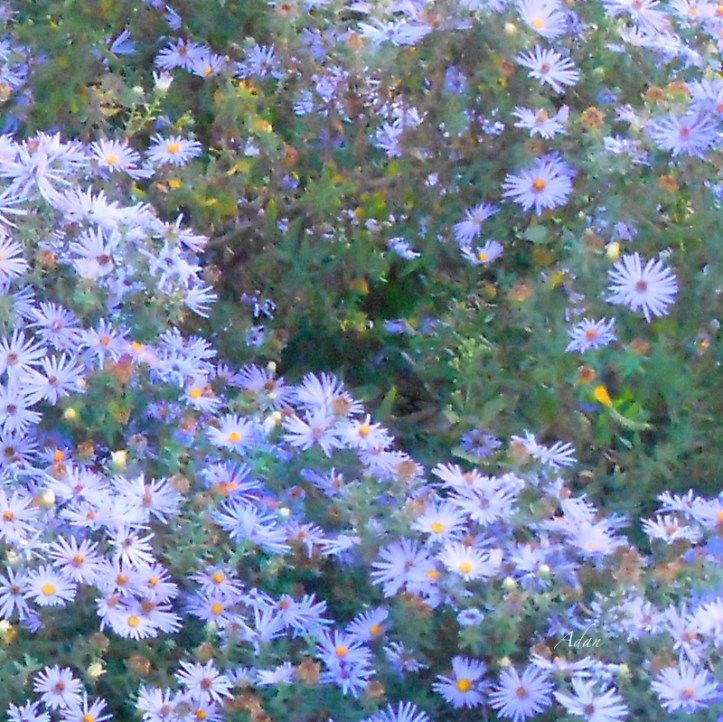 White Blue Custer Square ©Felipe Adan Lerma - available at Fine Art America https://fineartamerica.com/featured/white-blue-cluster-square-felipe-adan-lerma.html . Image captured at Lady Bird Johnson Metropolitan Park, Fredericksburg Texas.