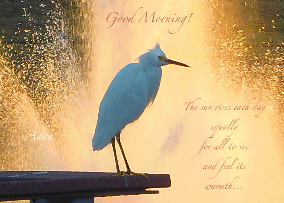 Good Morning Bird Poster - https://fineartamerica.com/featured/birds-and-fun-at-butler-park-austin-birds-3-detail-macro-poster-good-morning-felipe-adan-lerma.html