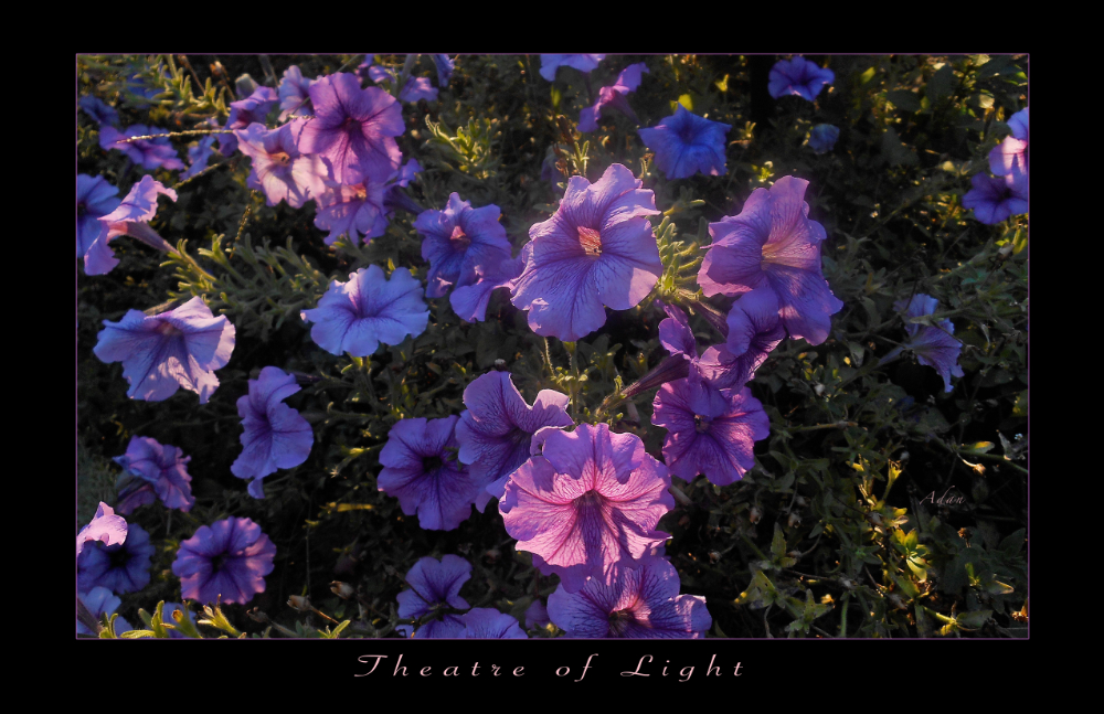 Theatre of Light Poster, a Purple Floral – A Product Page Post Directly From the Artist&nbsp;😊