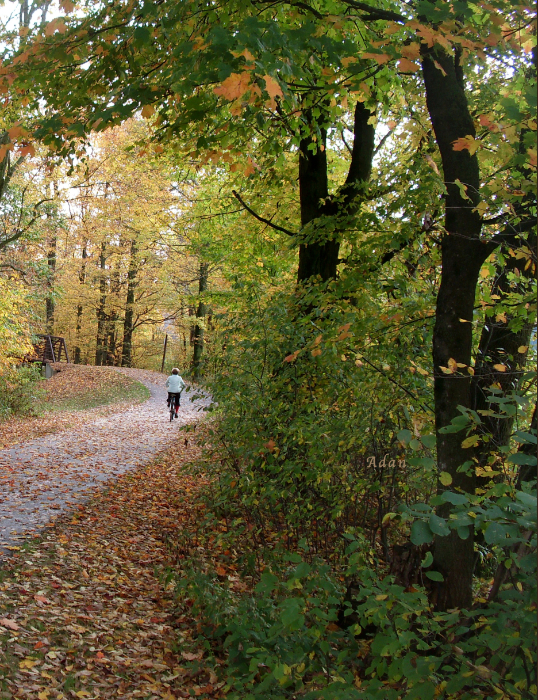 Autumn Bicycling Veritcal One ©Felipe Adan Lerma https://fineartamerica.com/featured/autumn-bicycling-vertical-one-felipe-adan-lerma.html