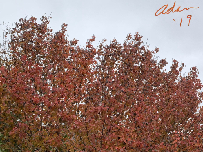 Fall Colors Austin Nov 22’19 b ©Felipe Adan Lerma
