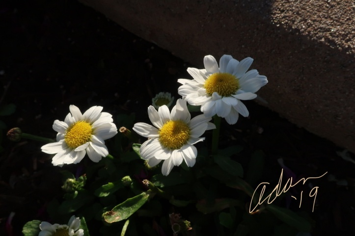 Adan’s Floral Photography My Yesterday in Pictures Nov 26’19 g
