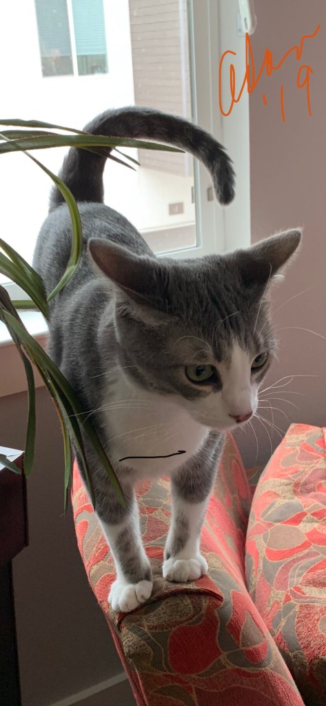 Thanksgiving Kitty 2019 😊©Felipe Adan Lerma