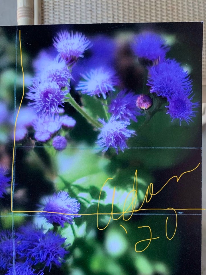 Square Crop of Dorset Street Vermont Community Gardens Violet Blooms Vertical ©Felipe Adan Lerma