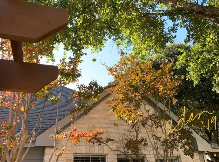 Fall Foliage Austin Nov’19 ©Felipe Adan Lerma