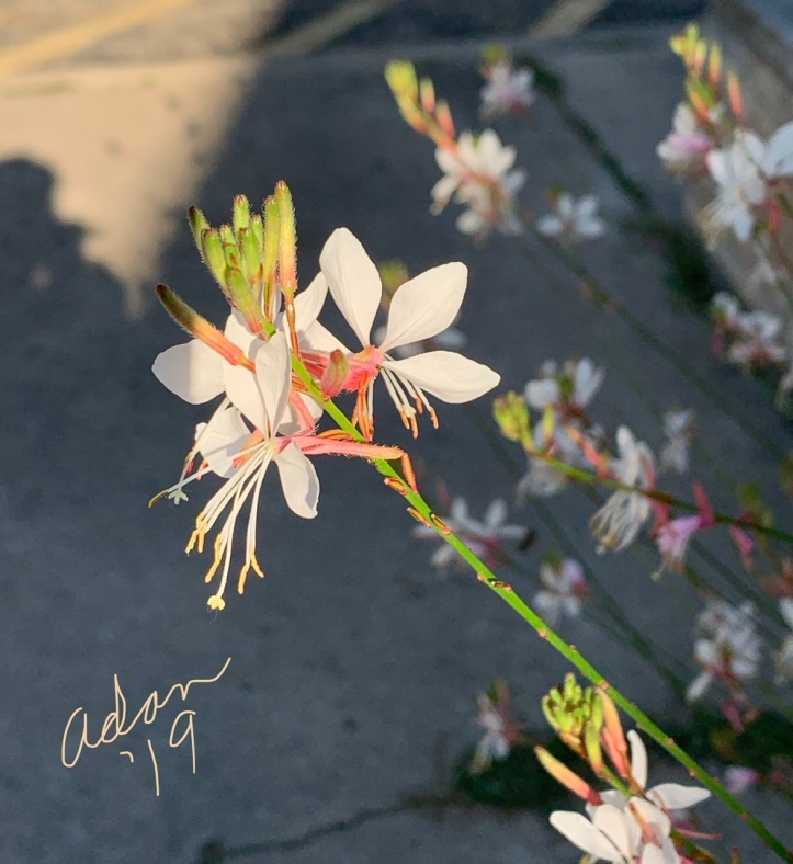 Adan’s Floral Photography My Yesterday in Pictures Nov 26’19 f