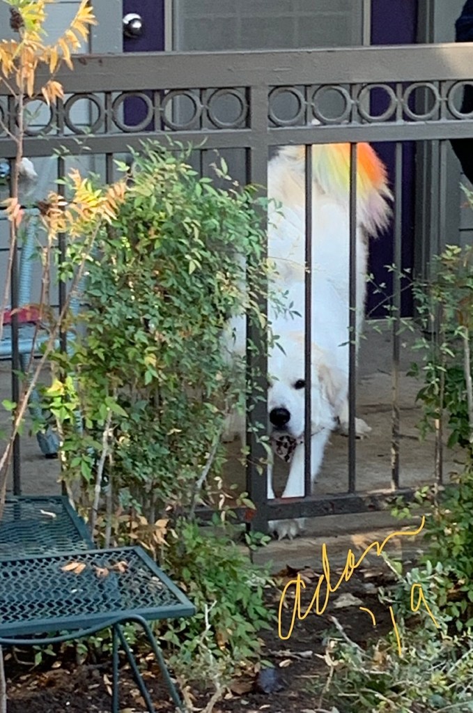 Cham the Rainbow Tail Dog