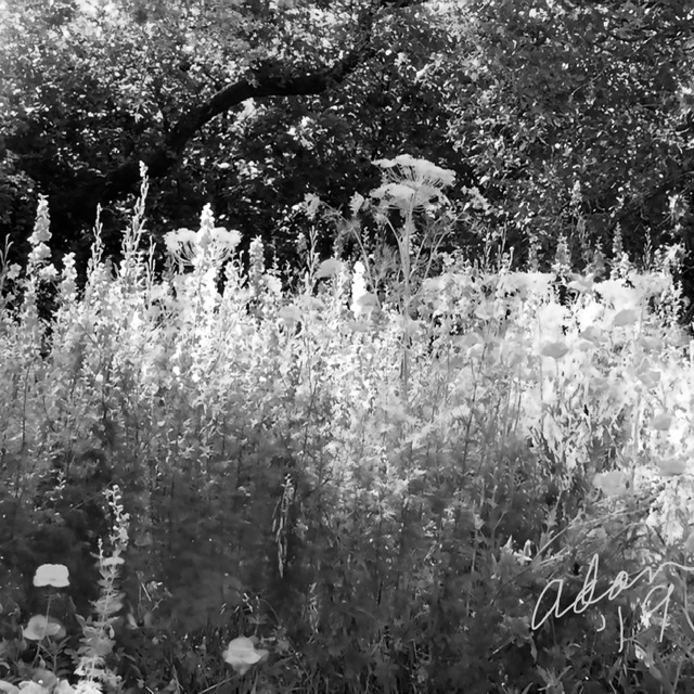 Floral Ridge squared, bw values 12.21.19 ©Felipe Adan Lerma