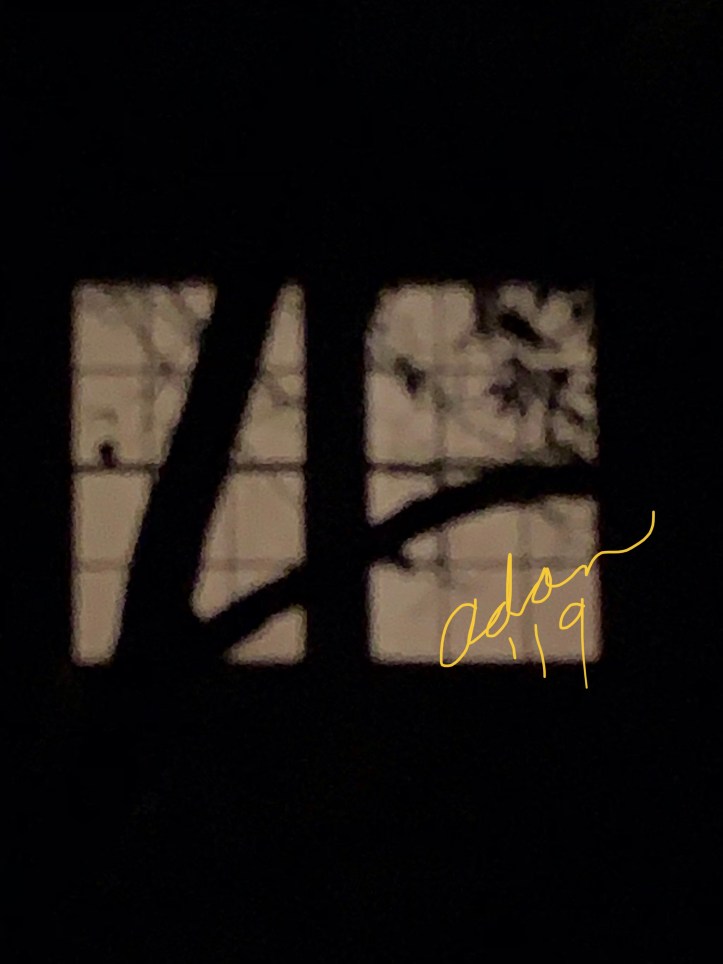 Evening walk pattern in the dark 12.07.19 ©Felipe Adan Lerma