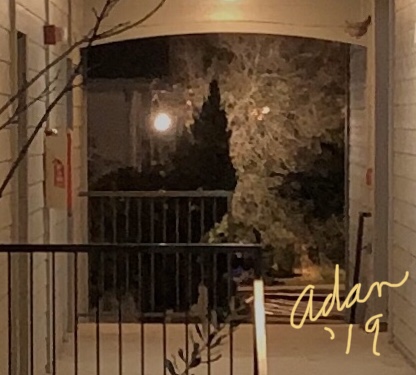 Evening Walk View - Detail 12.01.19 ©Felipe Adan Lerma