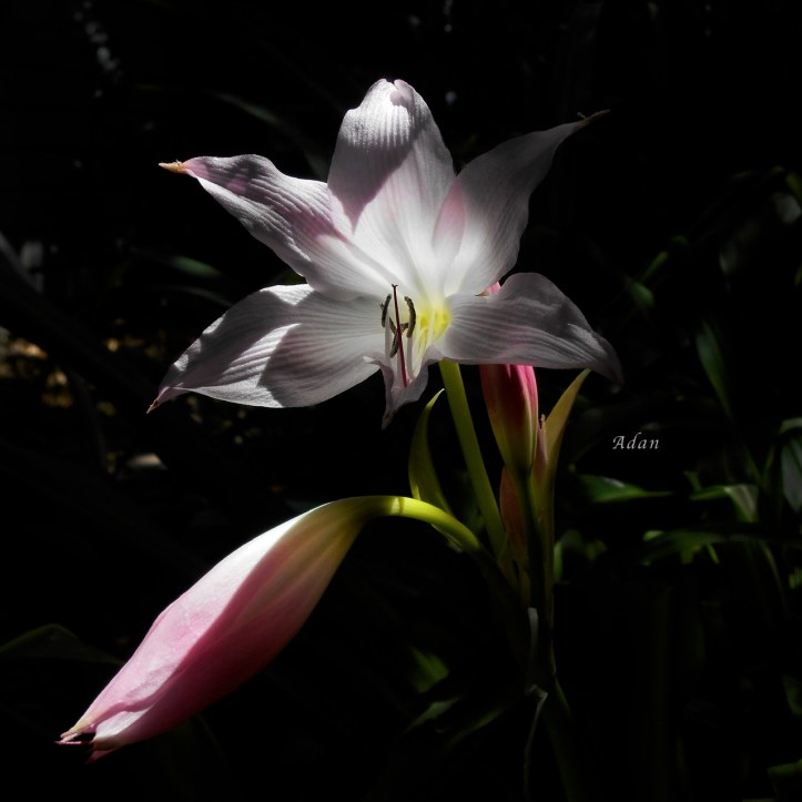 Lovely Lilies Partners circa 2016 ©Felipe Adan Lerma https://fineartamerica.com/featured/lovely-lilies-partners-felipe-adan-lerma.html