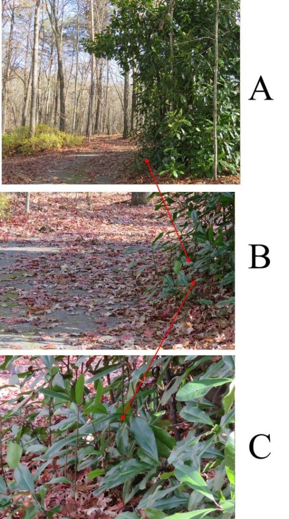 Detail instruction shot from Photographing for Painting -
archive.aweber.com/awlist4319336/PawW_/h/Photographing_for_Painting.htm