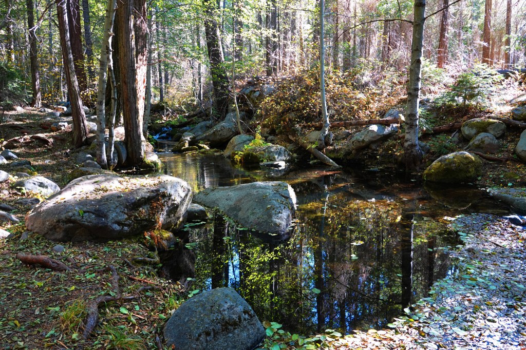 Sequoia in the Fall via Cindy Knoke