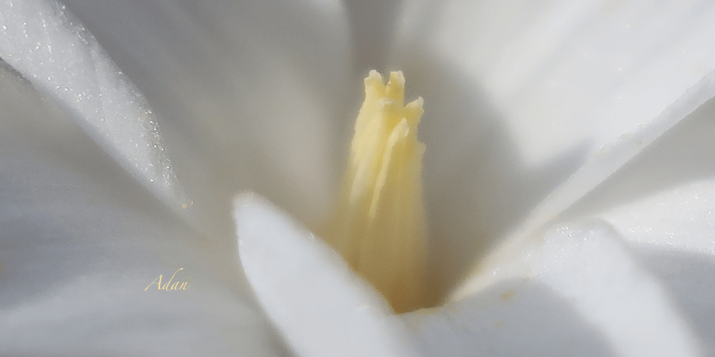 First Crocus of Spring (macro panorama) circa 2018 ❤️ Adan’s PhotoPoems 💕