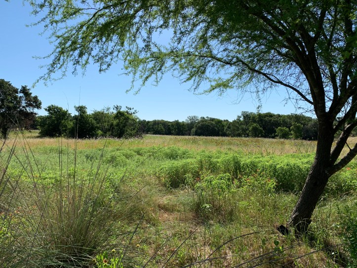 At Lady Bird WildFlower Center Austin May 18, 2020 ©Felipe Adan Lerma