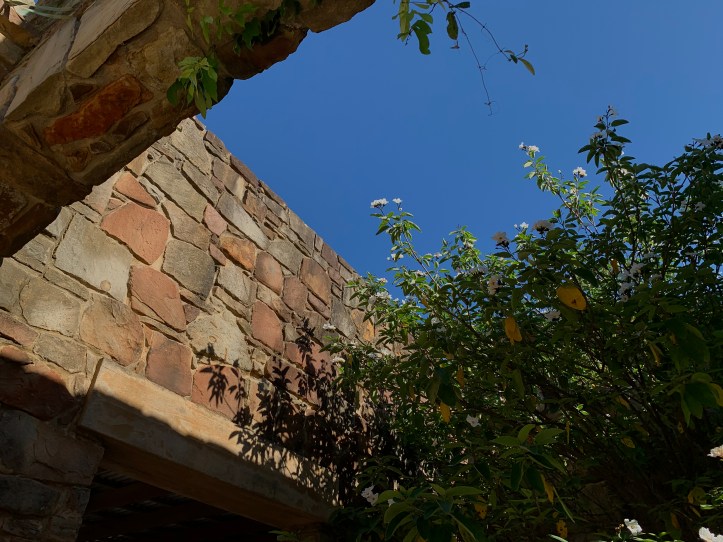 At Lady Bird WildFlower Center Austin May 18, 2020 ©Felipe Adan Lerma