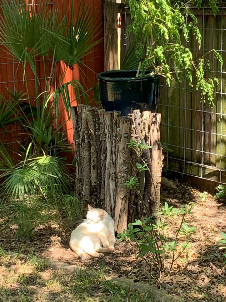 Max’s cat Lumi, Mother’s Day 2020 ©Felipe Adan Lerma