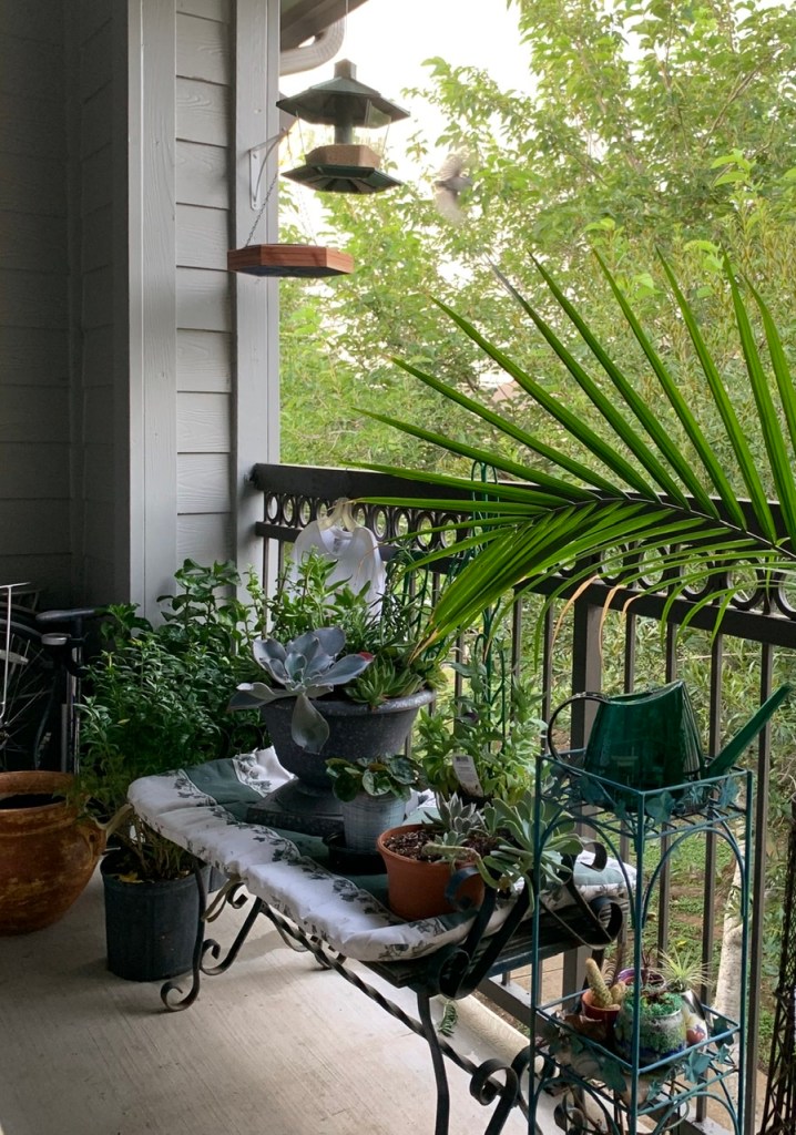Gardening our Balcony, Bird Summer 2020 ©Felipe Adan Lerma