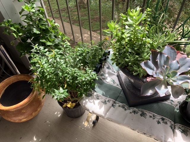 Gardening our Balcony Summer 2020 ©Felipe Adan Lerma