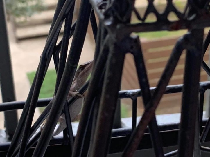 Gardening our Balcony Summer 2020 ©Felipe Adan Lerma