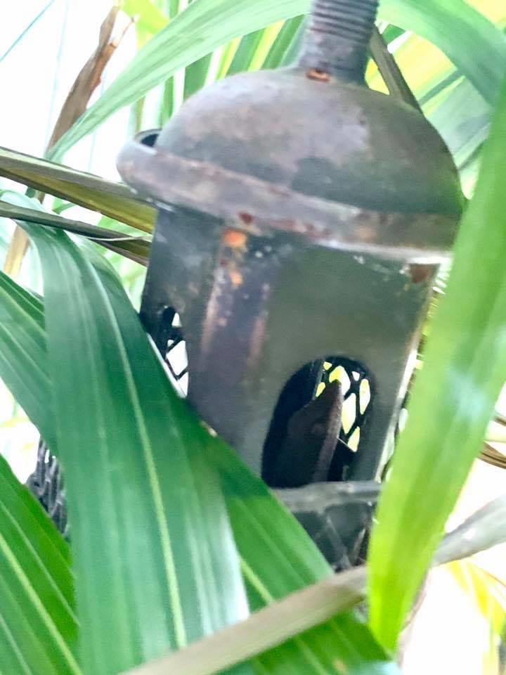 Gardening our Balcony Summer 2020 ©Felipe Adan Lerma