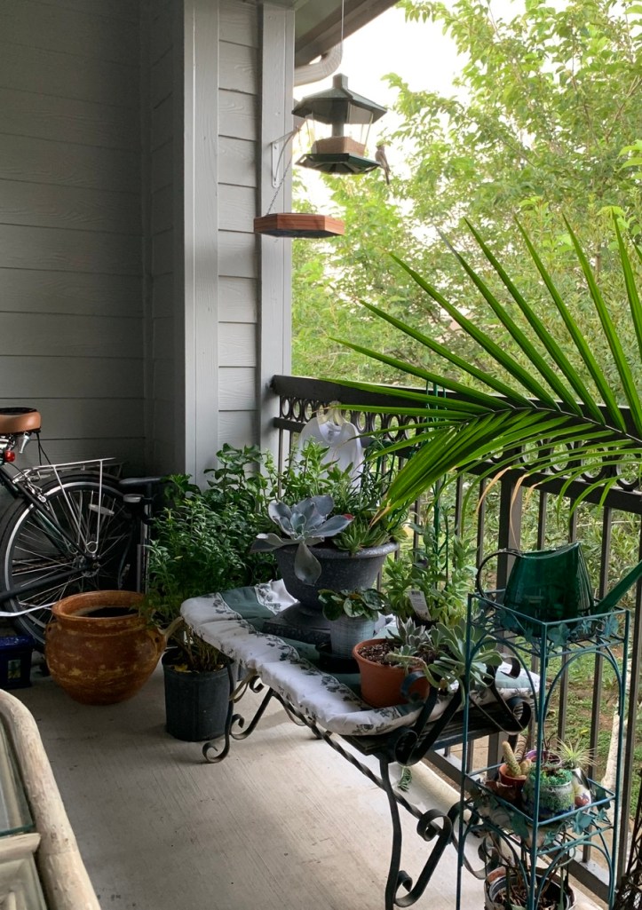 Gardening our Balcony, Bird Summer 2020 ©Felipe Adan Lerma